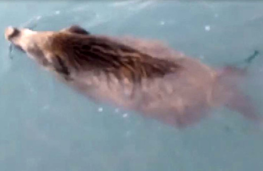 Van Göl Canavarı sandılar gerçek bakın ne çıktı