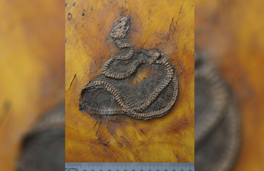 İki ülkenin bilim insanları şaşkın! Dünyanın en eski piton yılanının kalıntıları keşfedildi