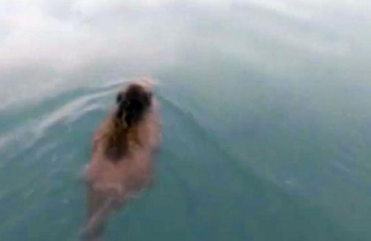 'Van Gölü Canavarı' sandılar, bakın ne çıktı