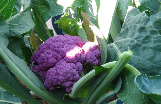 Antalya'da görenler şaşkına döndü! Fiyatı bakın ne kadar