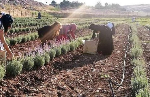 'Batman'da yetişmez' dediler, Hollanda'ya ihraç edilince ekmek için sıraya girdiler