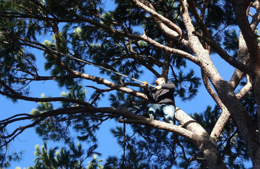 Aydın'da ölümü göze alıp topladılar fiyatı altınla yarışıyor! Paraya para demiyorlar