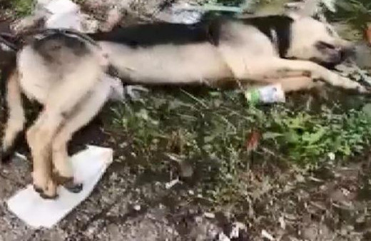 Büyükçekmece'de vahşet! Bunu yapan insan olamaz