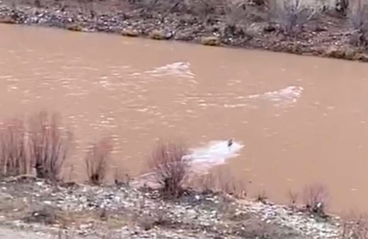 Tunceli’de 3 kurt çayı böyle geçti