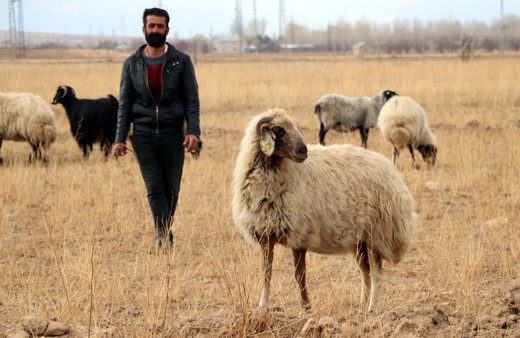 Dünyada sadece Van'da yetişiyor! Röntgen çekilip tescillendi