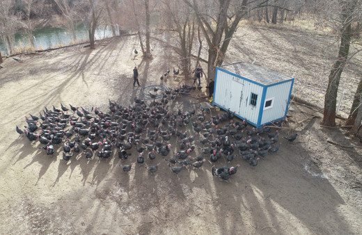 Sivas'ta 10 taneyle başladı sürü sahibi oldu! Yılbaşını iple çekiyor