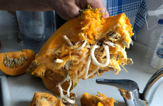 Amasya'da gören şaşkına döndü: İlk defa böyle bir şey gördüm