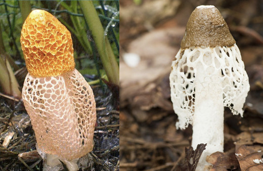 Bu mantarı koklayan kadın kendinden geçiyor!