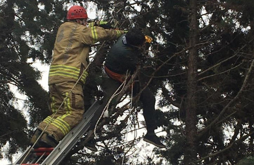 Silivri'de ağaçta ölümden döndü! Vücudunda ağır yanıklar oluştu