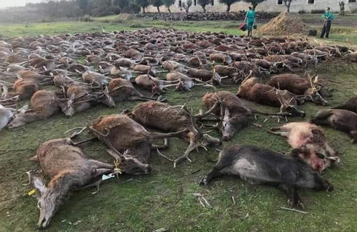 Portekiz'de İspanyol avcılar 540 vahşi geyiği iki günde öldürdü