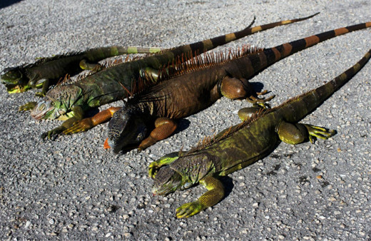 ABD'nin Florida eyaletinde gökten iguana yağıyor