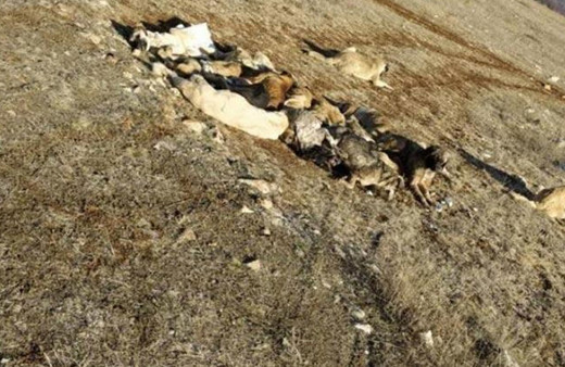 29 köpek boş arazide baygın halde bulundu!