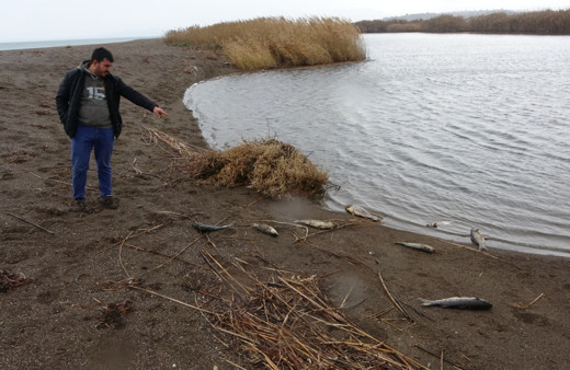 Çanakkale'de çay ile denizin birleştiği noktada balık ölümleri