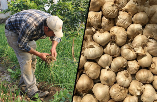 Antalya'da salgını fırsata çevirdi 100 günden 70 güne indirdi! Paraya para demiyor