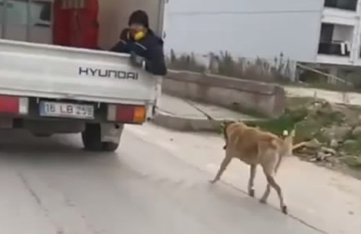 Bursa'da köpeği sürükledi! Vicdansız sürücü bakın ne ceza aldı