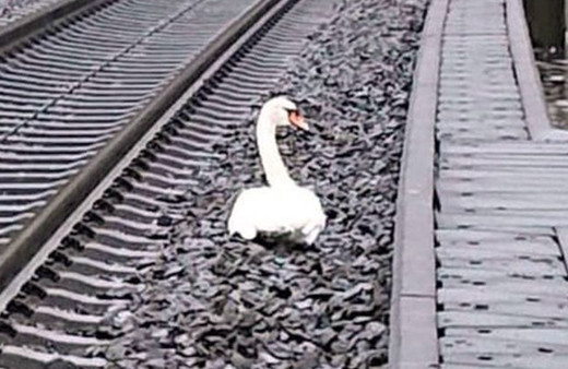 Almanya bu kuğuyu konuşuyor! Eşinin 'yasını tuttu' tren seferlerine engel oldu