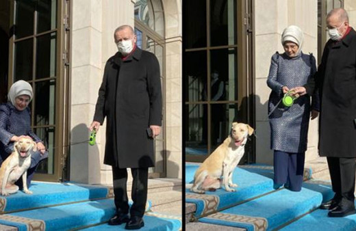 Erdoğan'ı mesaiye eşi Emine Erdoğan ve barınaktan sahiplendiği 'Leblebi' uğurladı