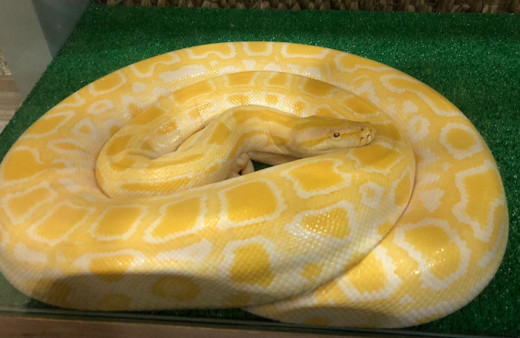 Beyoğlu'nda 3 metre uzunluğunda piton ele geçirildi