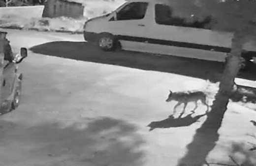 Giresun'da aç kalan kurtlar mahalleye indi