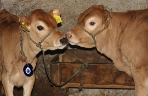 Sinop'ta yeni doğan buzağılarına verdiği isim şaşırttı 'onlardan esinlendim'