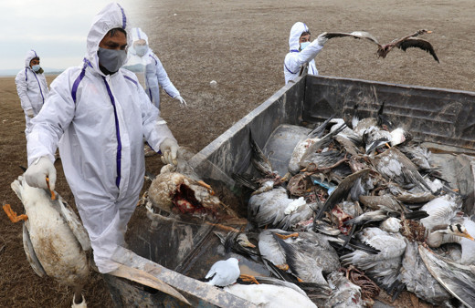 Kuş gribi paniği! İnsanlarda semptom görüldü Hindistan’da kümes hayvanları itlaf ediliyor