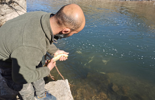 Tunceli'de bunu yapan insan olamaz! Yüzlercesi telef oldu