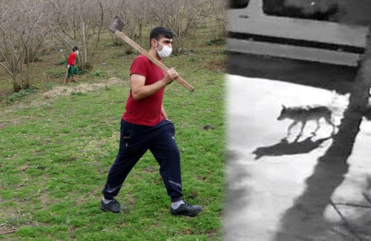 Giresun'da aç kalan kurtlar mahalleye indi vatandaş sopalı baltalı nöbete başladı