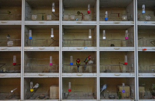 Kocaeli'de pandemi onları da vurdu! İthalat durdu fiyatı yüzde 170 arttı