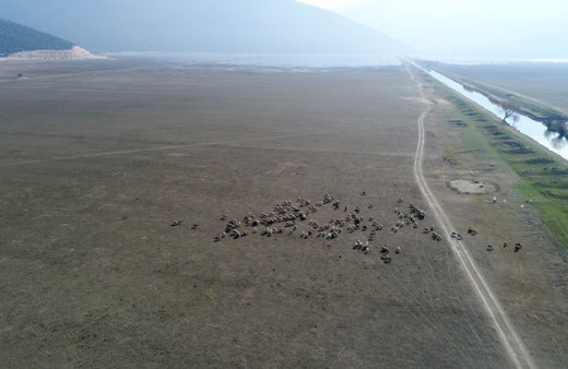 Antalya'da tehlike çanları çalıyor! Göl kuruyunca hayvanlara kaldı