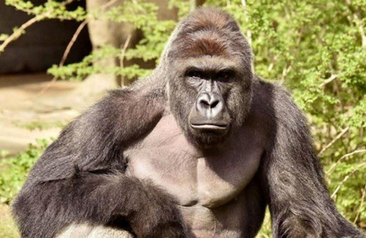 Koronavirüs ilk kez gorillerde tespit edildi