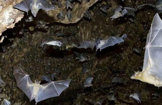 Yeni salgın paniği! Nipah virüsünün ölüm oranı yüzde 75 aşısı yok