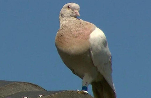 7 milyon TL’lik güvercin büyük panik yarattı itlaf edilecek! Gerekçesi bakın ne