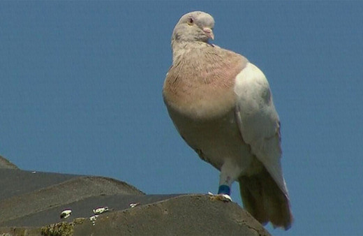 ABD'den 13 bin kilometre uçarak Avustralya'ya gelen güvercin itlaf edilecek