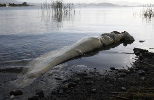 Köyceğiz'de dev yayın balığı kıyıya vurdu! Böylesi daha önce görülmedi