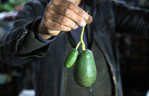 Antalya'da baby avokadoların fiyatı cep yakıyor: Diğerlerinden farkı yok