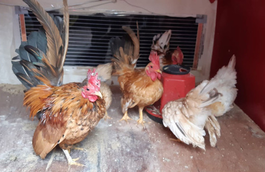 Bu tavuklar çok özel! 300 gram tavuğunun çifti bin lira yumurtası 20 lira