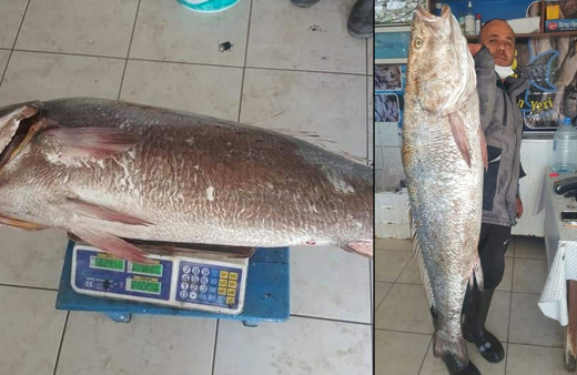 Muğla'da insan boyundaki levrek balığını gören şaştı kaldı bakın kaç kilo geldi?