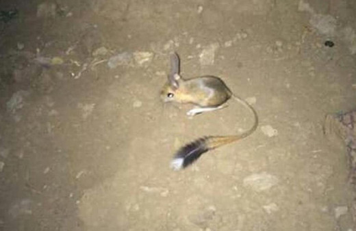 Kırmızı listede bulunuyordu! Şanlıurfa'da ortaya çıktı kanguru fare ve sincaba benziyor
