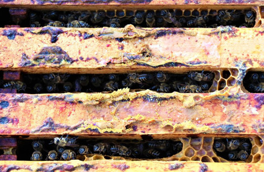 Çöpe atılıyordu! Düzce'de şimdi fiyatı dudak uçuklatıyor virüse iyi geliyor