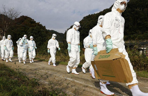 Japonya'da kuş gribi salgını büyüyor! 6 milyona yakın tavuk itlaf edildi