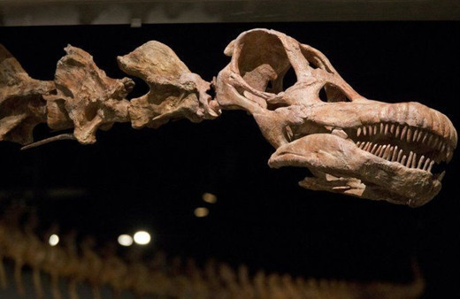 Bilim insanları buldu! Yeryüzündeki en büyük hayvan olabilir