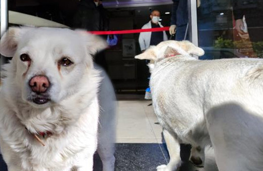 Trabzon'da ambulansı takip eden köpek 5 gündür sahibini hastane kapısında bekliyor