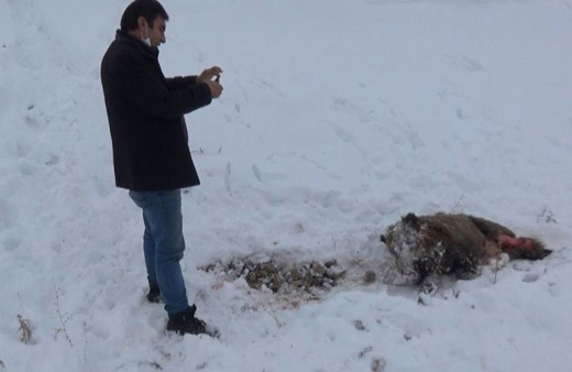 Kars’ta aç kalan kurtlar domuzları parçalaması dehşete düşürdü