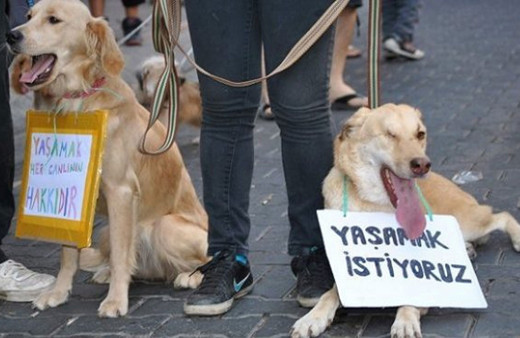 AK Parti'li Akbaşoğlu açıkladı: Hayvan haklarını önümüzdeki haftalarda yasalaştıracağız