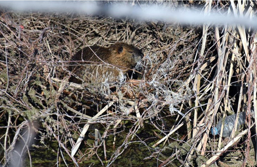 Edirne'yi maymunlar bastı! Tunca nehri taşınca Bulgaristan'dan getirdi halk şaşkın