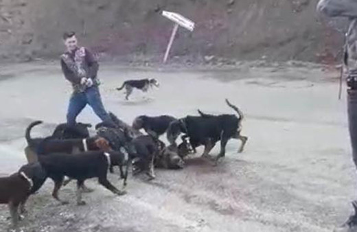 Avcılar vurarak yaraladıkları yavru domuzu köpeklere parçalattı