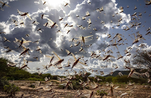 Kenya'da çekirge sürüleri 47 ilçenin 15'ini işgal etti