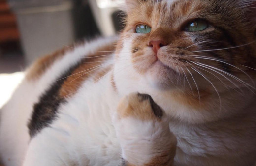 İstanbul'da Türkiye'nin en meşhur kedisi yaptıklarıyla olay oldu! Kitabı bile yazıldı