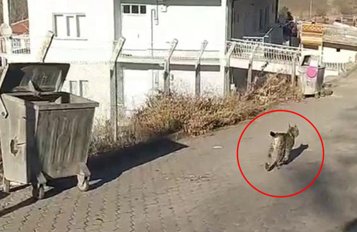 Sivas'ta gören telefona sarıldı! Nesli tükenmek üzere