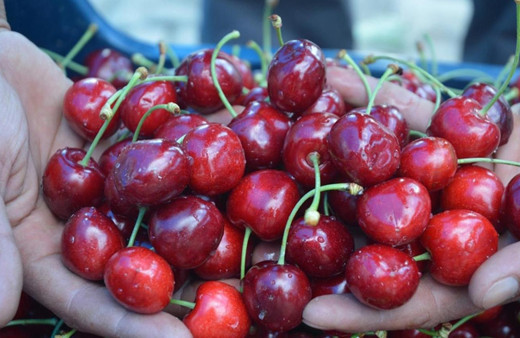 Çin'de ithal kirazların iç ambalajında koronavirüs çıktı